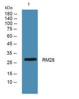 RM28 Polyclonal Antibody