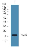 RM30 Polyclonal Antibody