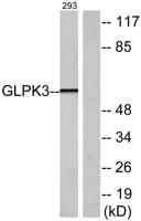 GK1/3 Polyclonal Antibody