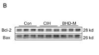 Bcl-2 Polyclonal Antibody