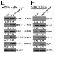 Bcl-2 Polyclonal Antibody