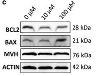 Bcl-2 Polyclonal Antibody