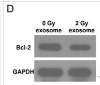 Bcl-2 Polyclonal Antibody