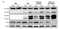 Bcl-2 Polyclonal Antibody