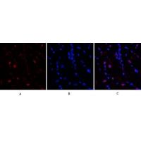 Bcl-6 Polyclonal Antibody