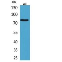 Bcl-6 Polyclonal Antibody