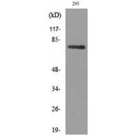 Bcl-6 Polyclonal Antibody