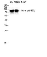 Bcl-6 Polyclonal Antibody