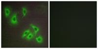 Bcl-w Polyclonal Antibody
