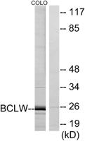 Bcl-w Polyclonal Antibody