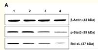 Bcl-x Polyclonal Antibody