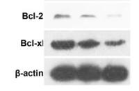 Bcl-x Polyclonal Antibody