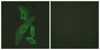 Bcl-x Polyclonal Antibody