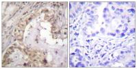 Bcl-x Polyclonal Antibody