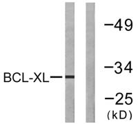 Bcl-x Polyclonal Antibody