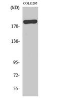 BCoR Polyclonal Antibody