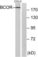 BCoR Polyclonal Antibody