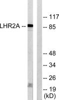 BCSC-1 Polyclonal Antibody