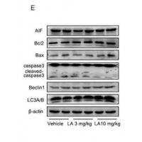 Beclin-1 Polyclonal Antibody