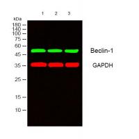Beclin-1 Polyclonal Antibody