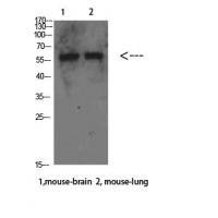 Beclin-1 Polyclonal Antibody