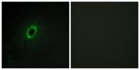 BEGAIN Polyclonal Antibody