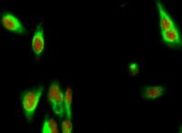 FGF Receptor 2 Polyclonal Antibody