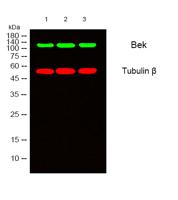 FGF Receptor 2 Polyclonal Antibody