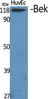FGF Receptor 2 Polyclonal Antibody