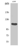 FGF Receptor 2 Polyclonal Antibody