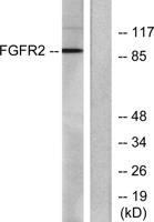 FGF Receptor 2 Polyclonal Antibody