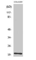 BET3 Polyclonal Antibody
