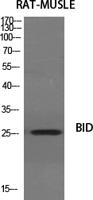 BID Polyclonal Antibody