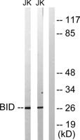 BID Polyclonal Antibody
