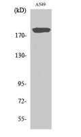 BIG2 Polyclonal Antibody