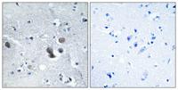 BIG2 Polyclonal Antibody