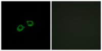 BIG2 Polyclonal Antibody