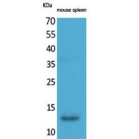 BLC Polyclonal Antibody