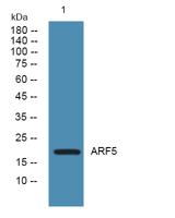 ARF5 Polyclonal Antibody