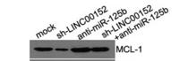Mcl-1 Polyclonal Antibody