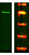ARHG4 Polyclonal Antibody