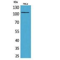MCM6 Polyclonal Antibody