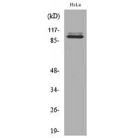 MCM6 Polyclonal Antibody
