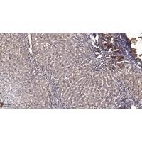 MCM6 Polyclonal Antibody
