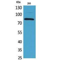 MCM7 Polyclonal Antibody
