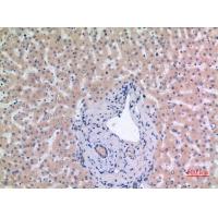 MCM7 Polyclonal Antibody