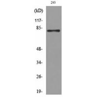 MCM7 Polyclonal Antibody