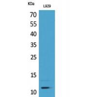 MCP-2 Polyclonal Antibody
