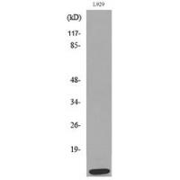MCP-2 Polyclonal Antibody