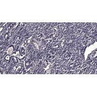 MCP-2 Polyclonal Antibody